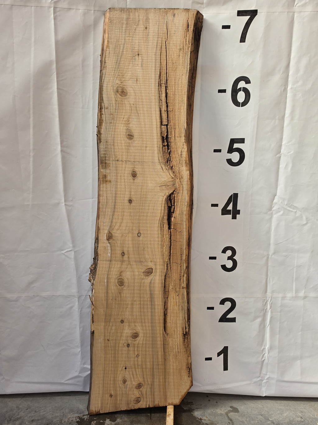 Back side of bald cypress live edge slab CYP-26-01-03