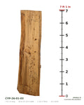 Bald cypress live edge slab CYP-26-01-03 next to a length ruler, 7 ft 1 in long, 20 to 23 1/2 in wide, 2 1/2 in thick, 32.1 board feet