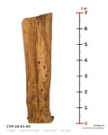 Bald cypress live edge slab CYP-26-01-05 next to a length ruler, 7 ft long, 19 to 22 1/2 in wide, 2 1/2 in thick, 30.3 board feet