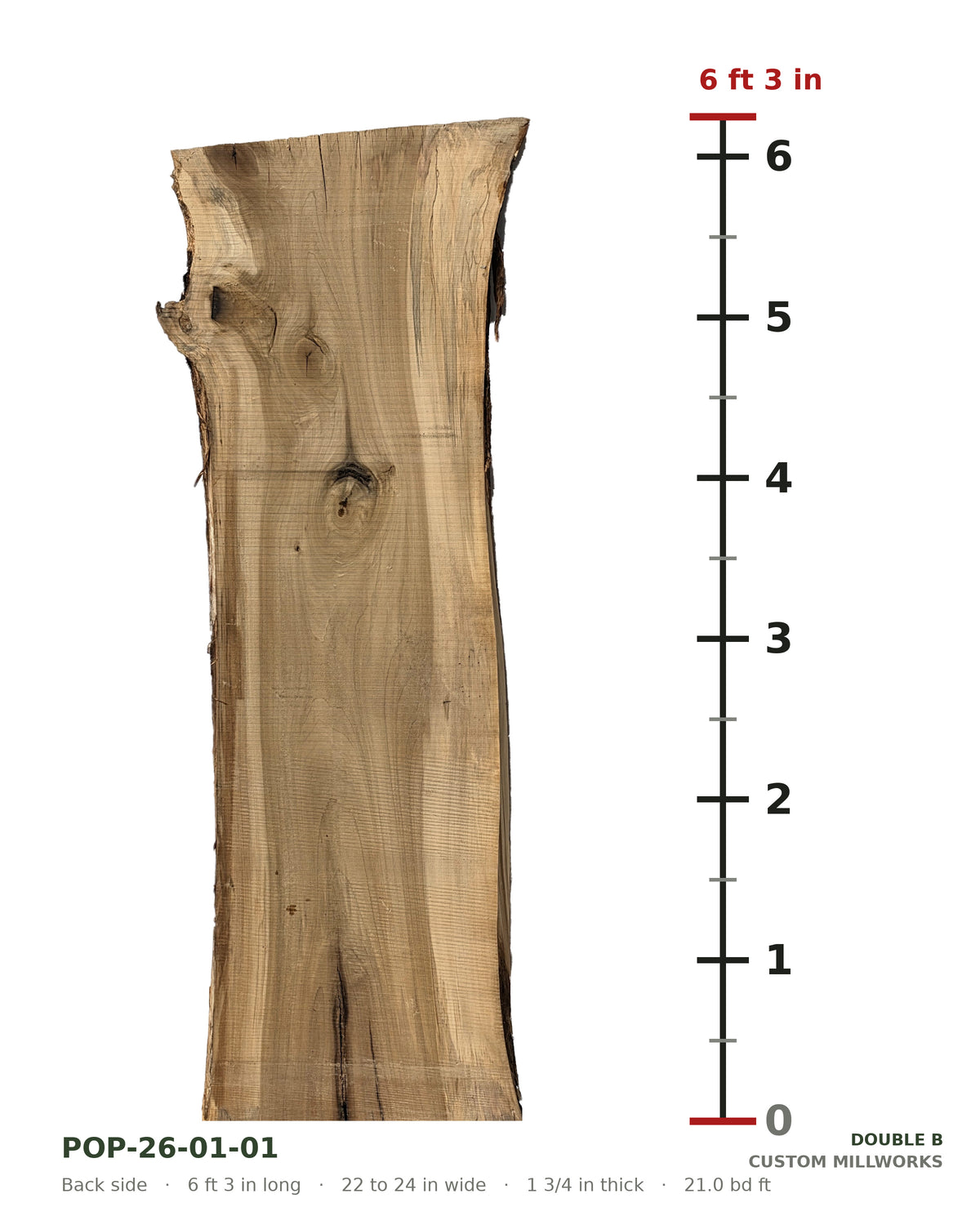 Back side of tulip poplar live edge slab POP-26-01-01 next to a length ruler, 6 ft 3 in long, 22 to 24 in wide, 1 3/4 in thick, 21.0 board feet