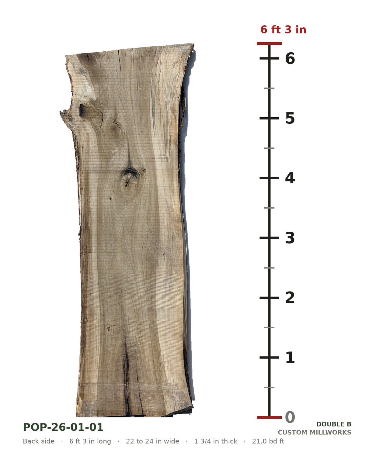 Back side of tulip poplar live edge slab POP-26-01-01 next to a length ruler