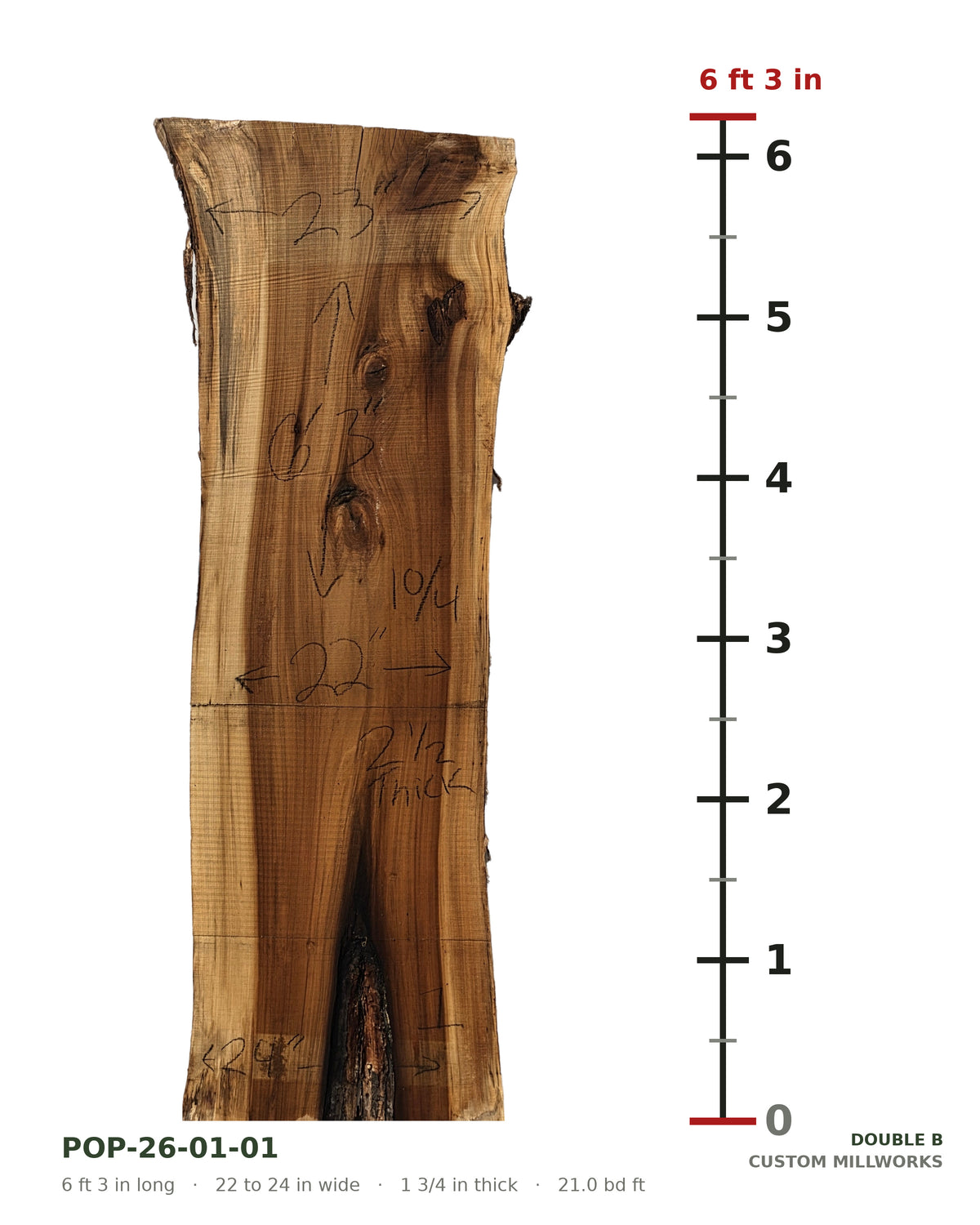 Tulip poplar live edge slab POP-26-01-01 next to a length ruler, 6 ft 3 in long, 22 to 24 in wide, 1 3/4 in thick, 21.0 board feet