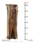 Tulip poplar live edge slab POP-26-01-01 next to a length ruler, 6 ft 3 in long, 22 to 24 in wide, 1 3/4 in thick, 21.0 board feet