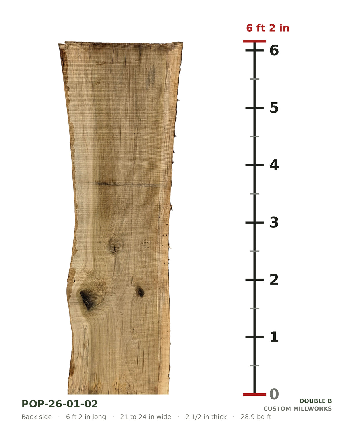 Back side of tulip poplar live edge slab POP-26-01-02 next to a length ruler, 6 ft 2 in long, 21 to 24 in wide, 2 1/2 in thick, 28.9 board feet