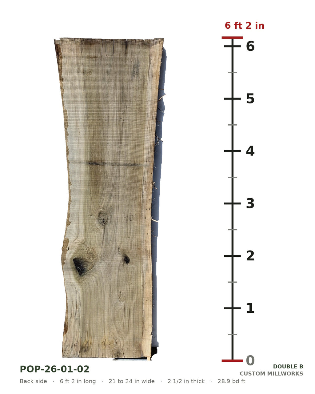 Back side of tulip poplar live edge slab POP-26-01-02 next to a length ruler