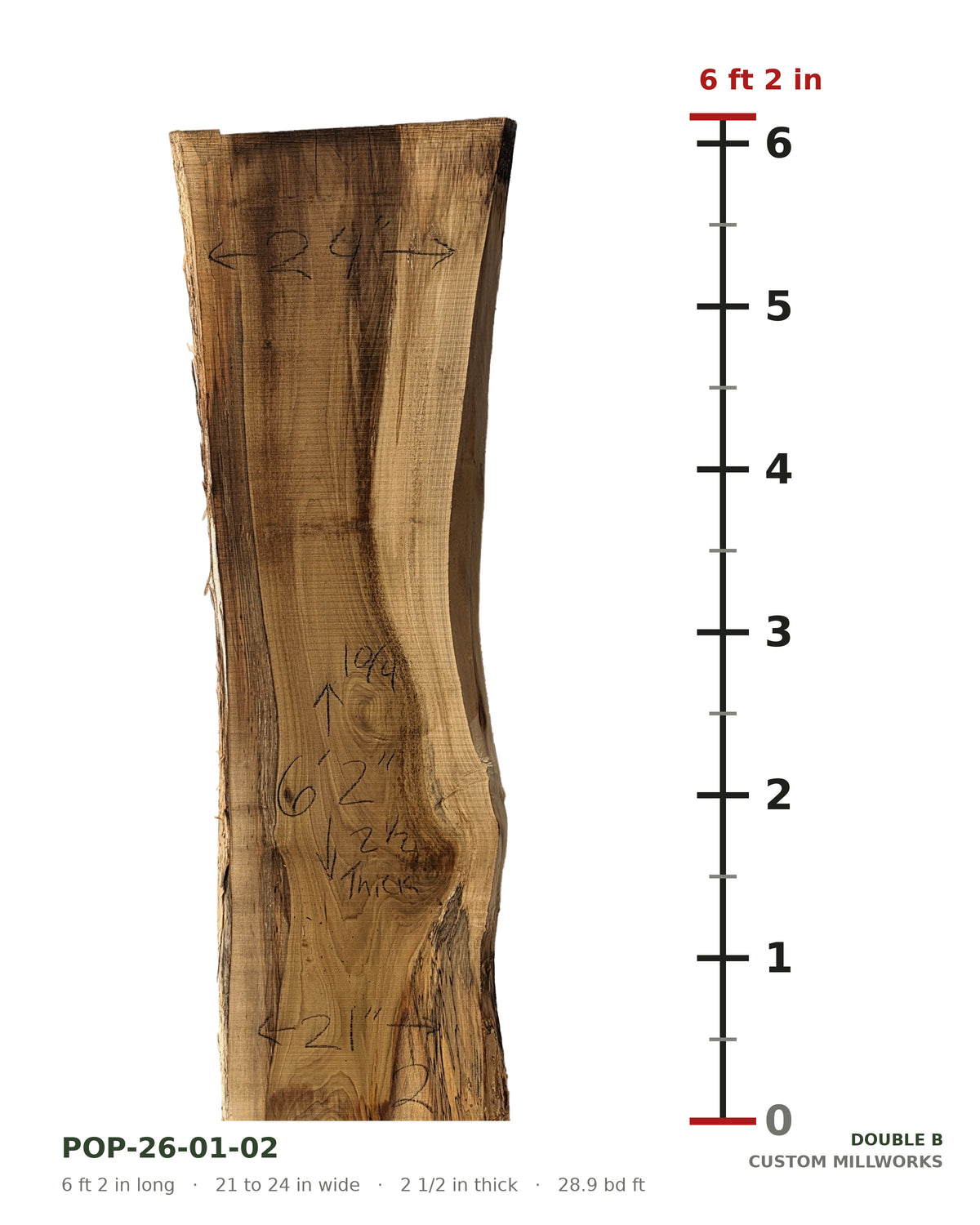 Tulip poplar live edge slab POP-26-01-02 next to a length ruler, 6 ft 2 in long, 21 to 24 in wide, 2 1/2 in thick, 28.9 board feet
