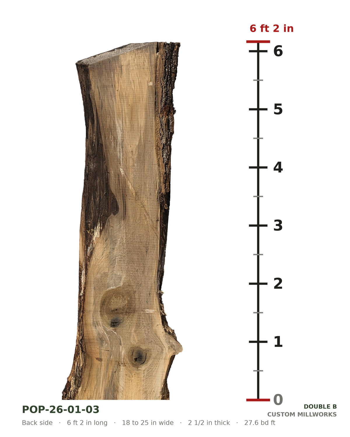 Back side of tulip poplar live edge slab POP-26-01-03 next to a length ruler, 6 ft 2 in long, 18 to 25 in wide, 2 1/2 in thick, 27.6 board feet