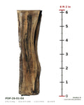 Tulip poplar live edge slab POP-26-01-04 next to a length ruler, 6 ft 2 in long, 18 to 23 in wide, 2 1/2 in thick, 26.3 board feet
