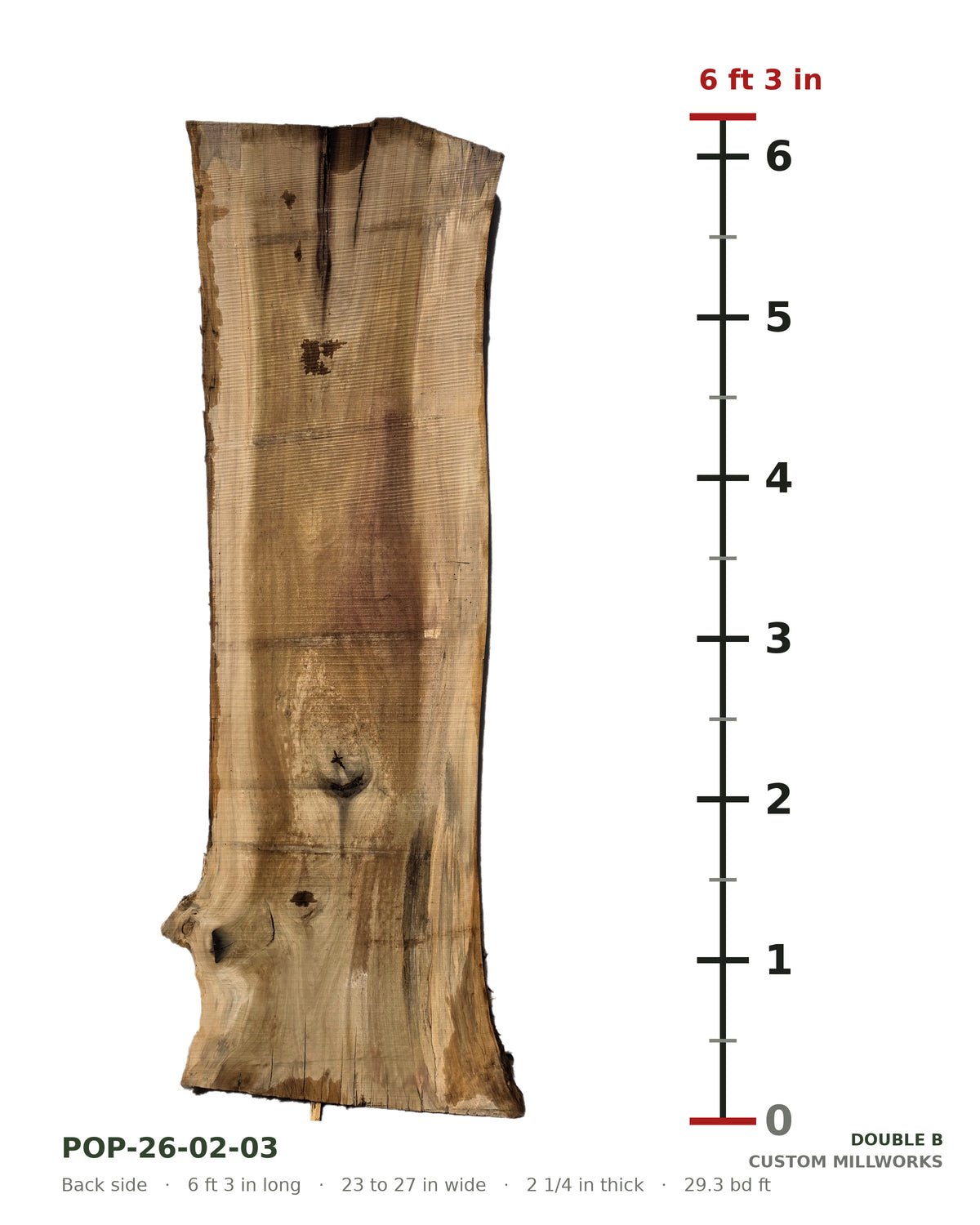 Back side of tulip poplar live edge slab POP-26-02-03 next to a length ruler, 6 ft 3 in long, 23 to 27 in wide, 2 1/4 in thick, 29.3 board feet