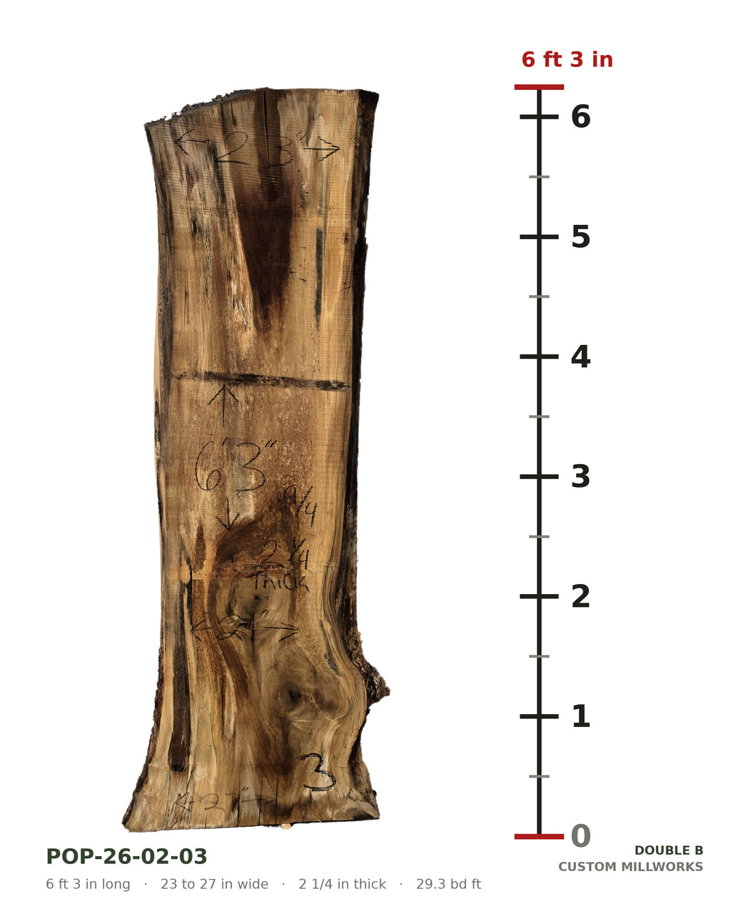 Tulip poplar live edge slab POP-26-02-03 next to a length ruler, 6 ft 3 in long, 23 to 27 in wide, 2 1/4 in thick, 29.3 board feet