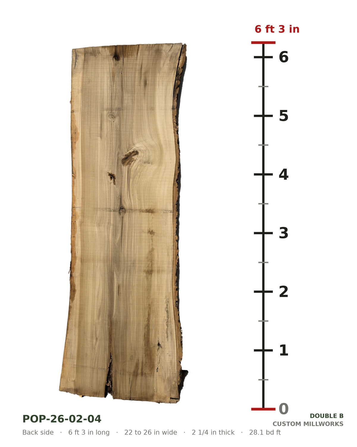 Back side of tulip poplar live edge slab POP-26-02-04 next to a length ruler, 6 ft 3 in long, 22 to 26 in wide, 2 1/4 in thick, 28.1 board feet