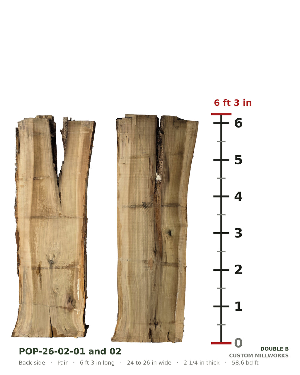 Back side of tulip poplar book-matched live edge slab set POP-26-02-01 and 02 next to a length ruler, each slab 6 ft 3 in long, 24 to 26 in wide, 2 1/4 in thick, 58.6 board feet for the pair