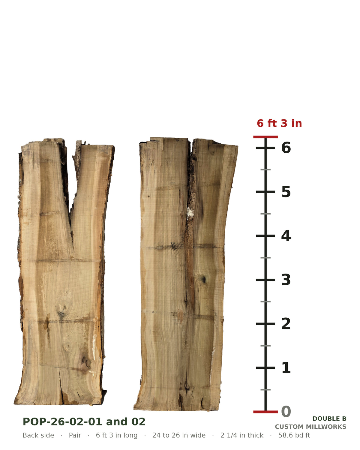 Back side of tulip poplar book-matched live edge slab set POP-26-02-01 and 02 next to a length ruler, each slab 6 ft 3 in long, 24 to 26 in wide, 2 1/4 in thick, 58.6 board feet for the pair