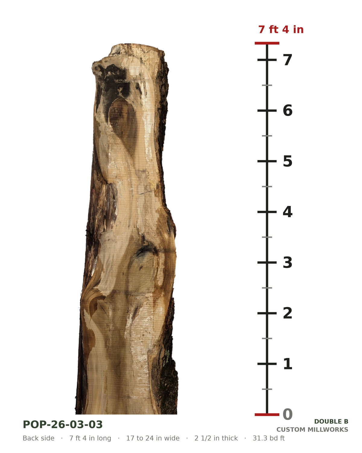Back side of tulip poplar live edge slab POP-26-03-03 next to a length ruler, 7 ft 4 in long, 17 to 24 in wide, 2 1/2 in thick, 31.3 board feet