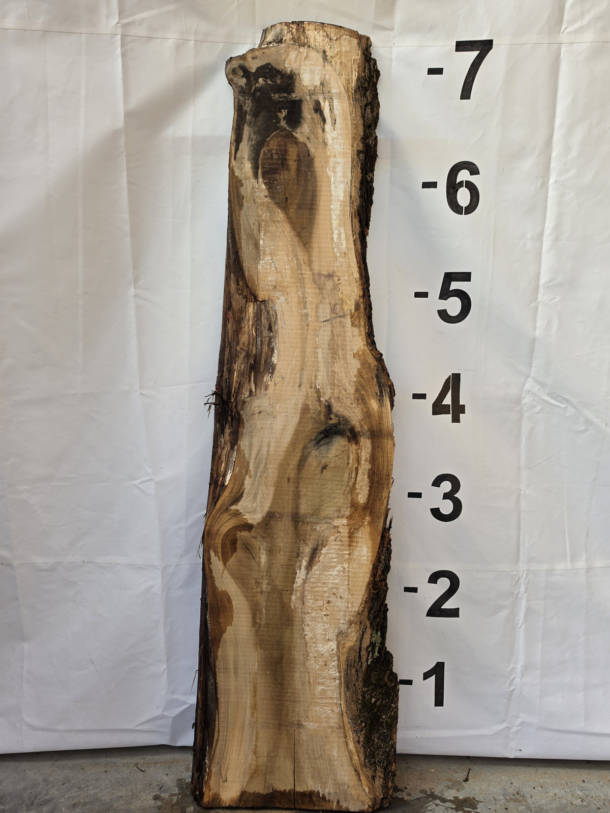 Back side of tulip poplar live edge slab POP-26-03-03