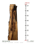 Tulip poplar live edge slab POP-26-03-03 next to a length ruler, 7 ft 4 in long, 17 to 24 in wide, 2 1/2 in thick, 31.3 board feet