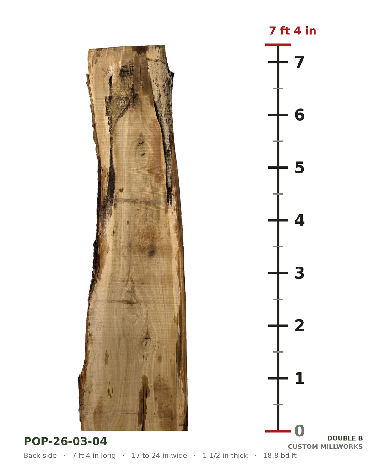 Back side of tulip poplar live edge slab POP-26-03-04 next to a length ruler, 7 ft 4 in long, 17 to 24 in wide, 1 1/2 in thick, 18.8 board feet