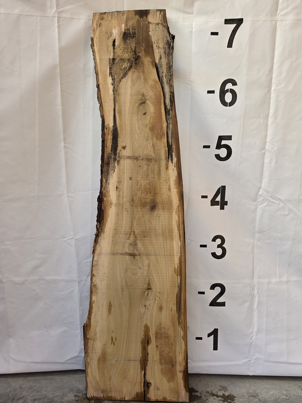 Back side of tulip poplar live edge slab POP-26-03-04