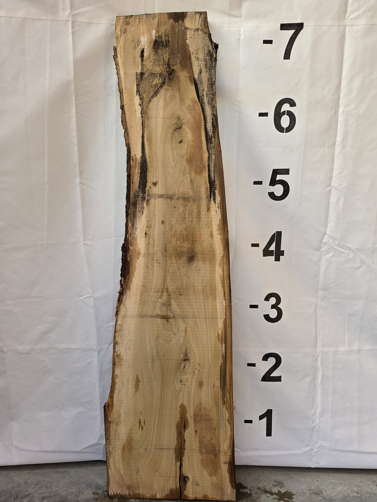 Back side of tulip poplar live edge slab POP-26-03-04