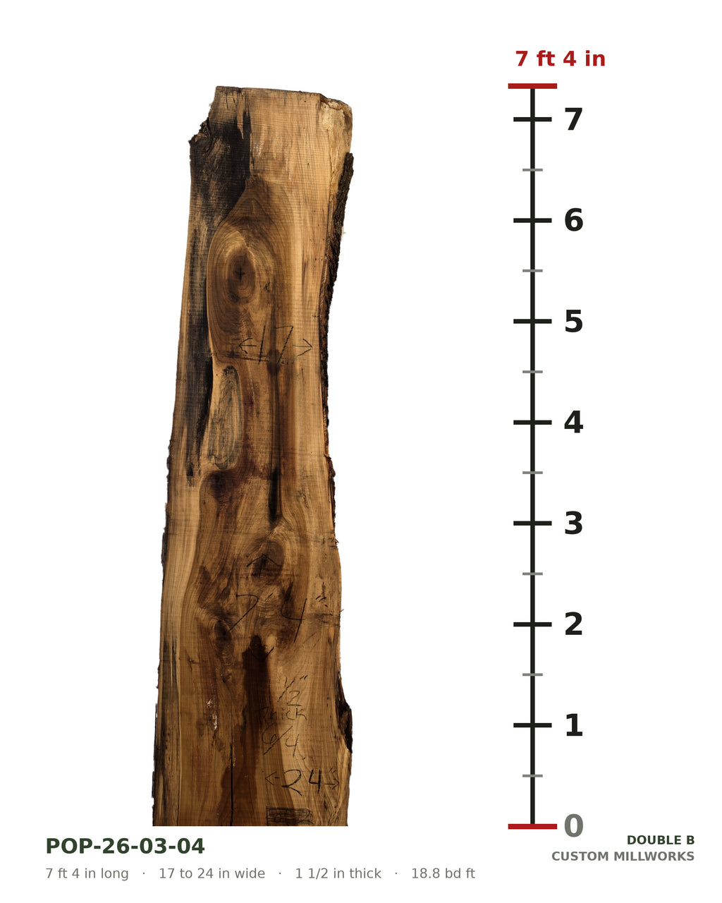 Tulip poplar live edge slab POP-26-03-04 next to a length ruler, 7 ft 4 in long, 17 to 24 in wide, 1 1/2 in thick, 18.8 board feet