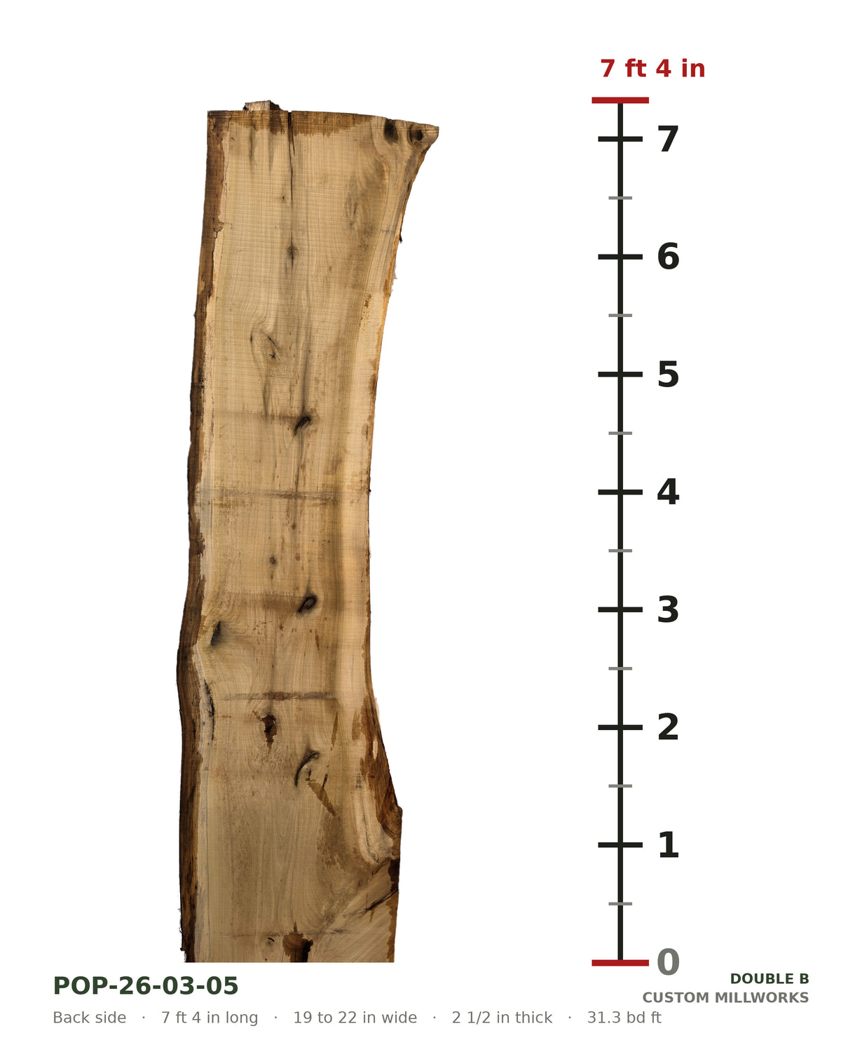 Back side of tulip poplar live edge slab POP-26-03-05 next to a length ruler, 7 ft 4 in long, 19 to 22 in wide, 2 1/2 in thick, 31.3 board feet