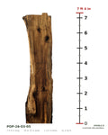 Tulip poplar live edge slab POP-26-03-05 next to a length ruler, 7 ft 4 in long, 19 to 22 in wide, 2 1/2 in thick, 31.3 board feet