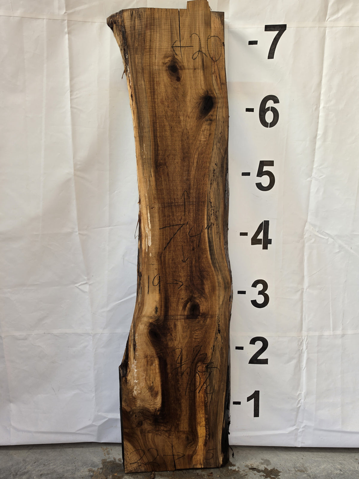Tulip poplar live edge slab POP-26-03-05, 7 ft 4 in long, 19 to 22 in wide, 2 1/2 in thick, 31.3 board feet
