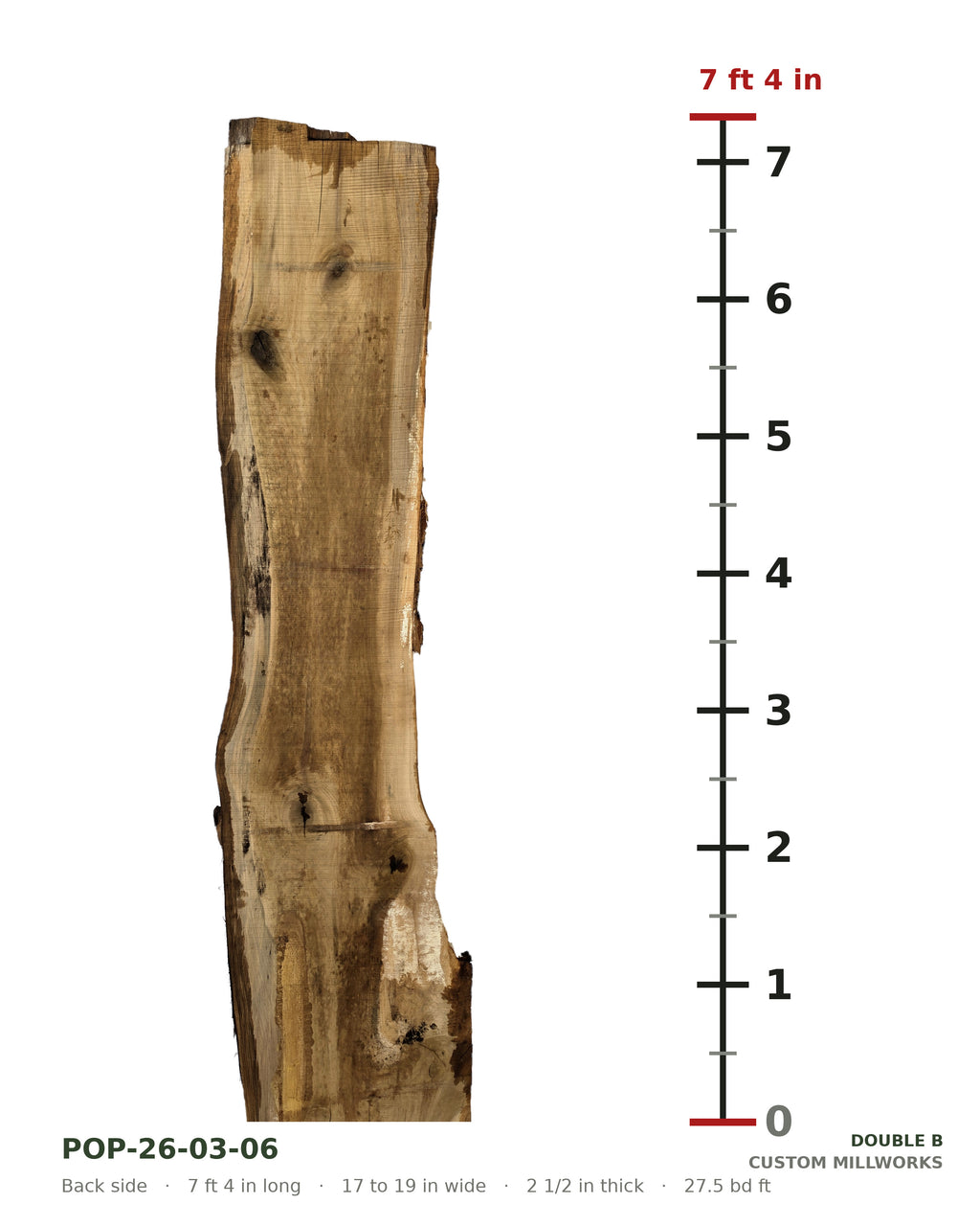 Back side of tulip poplar live edge slab POP-26-03-06 next to a length ruler, 7 ft 4 in long, 17 to 19 in wide, 2 1/2 in thick, 27.5 board feet
