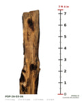 Tulip poplar live edge slab POP-26-03-06 next to a length ruler, 7 ft 4 in long, 17 to 19 in wide, 2 1/2 in thick, 27.5 board feet