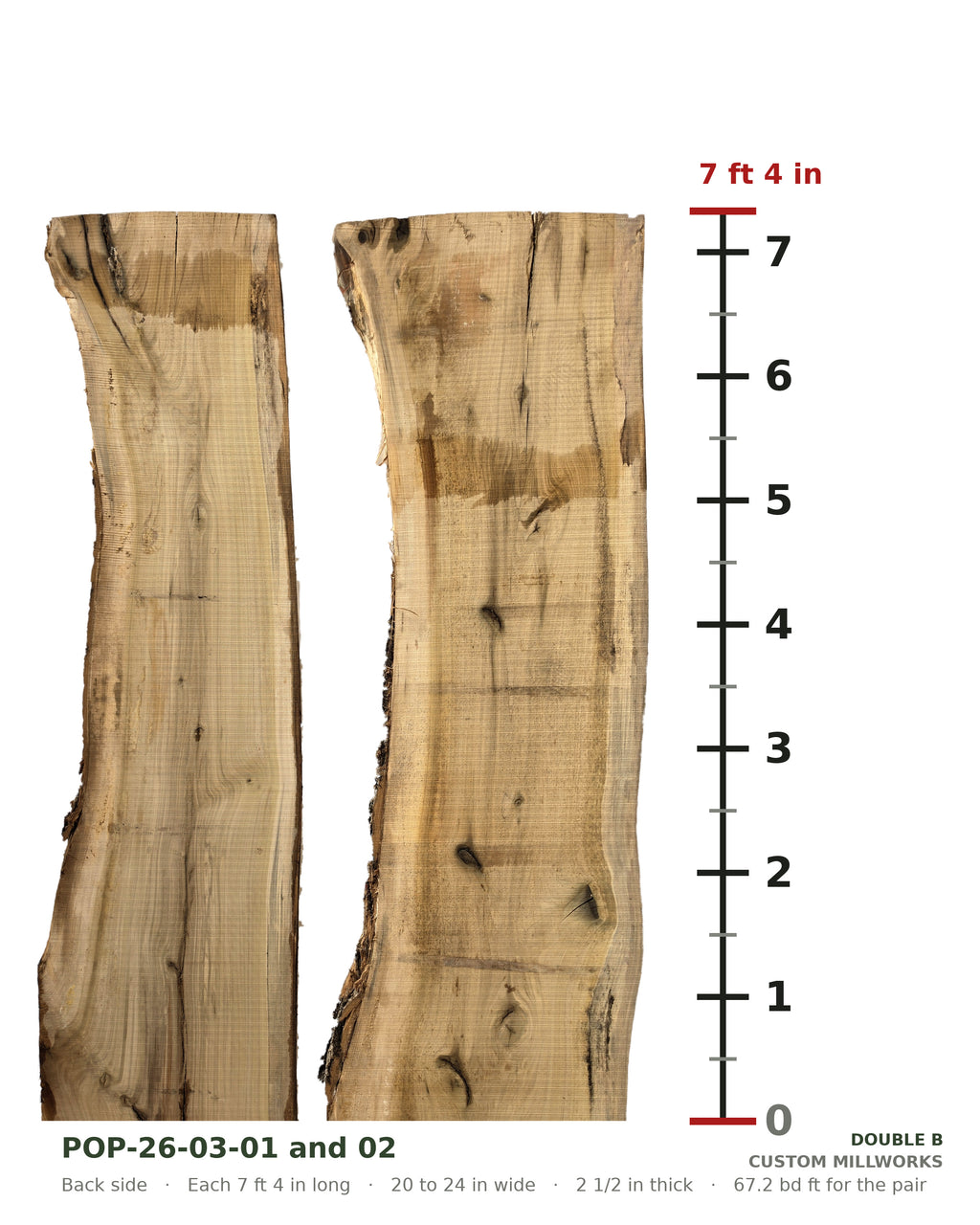 Back side of tulip poplar book-matched live edge slab set POP-26-03-01 and 02 next to a length ruler, each slab 7 ft 4 in long, 20 to 24 in wide, 2 1/2 in thick, 67.2 board feet for the pair