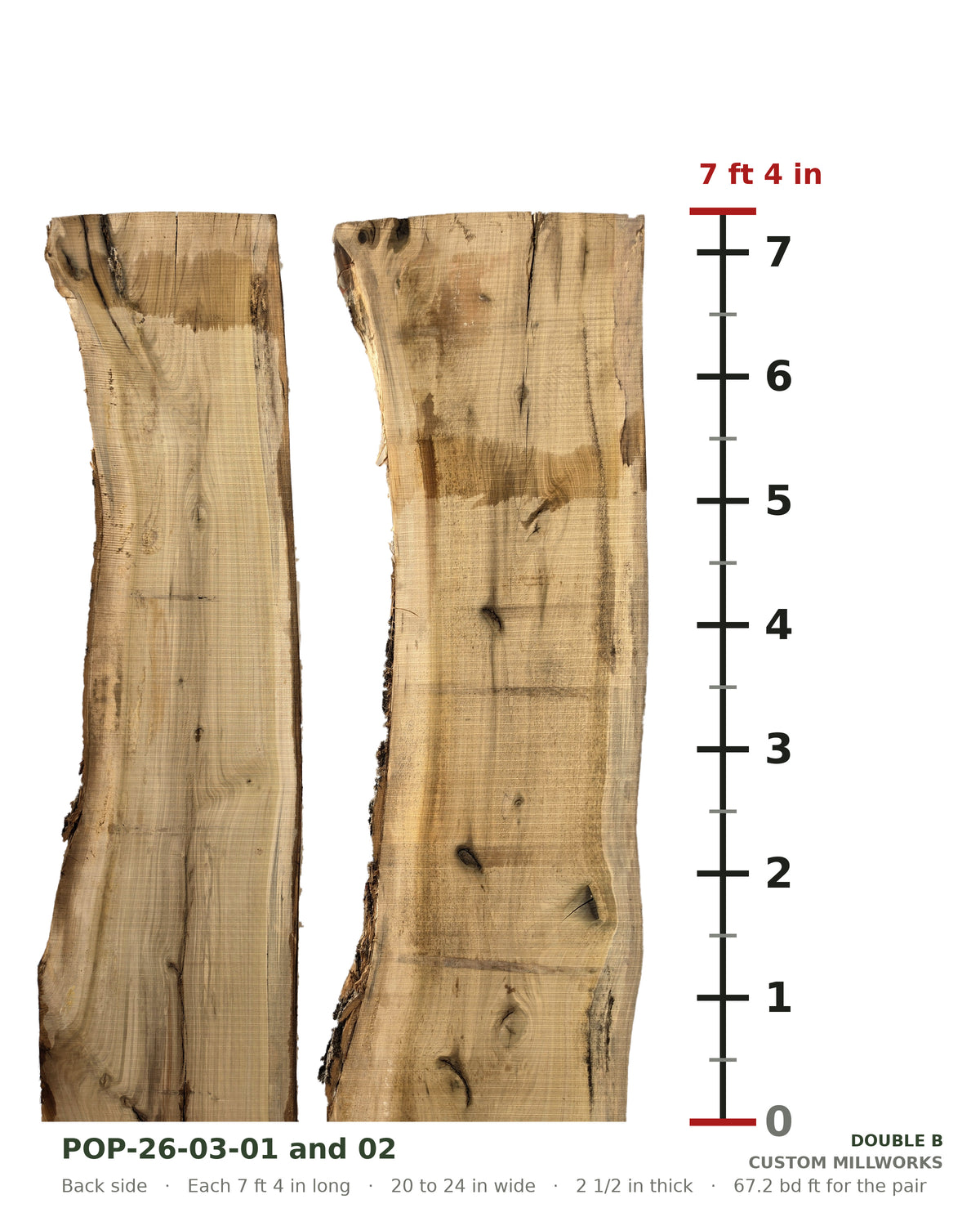 Back side of tulip poplar book-matched live edge slab set POP-26-03-01 and 02 next to a length ruler, each slab 7 ft 4 in long, 20 to 24 in wide, 2 1/2 in thick, 67.2 board feet for the pair