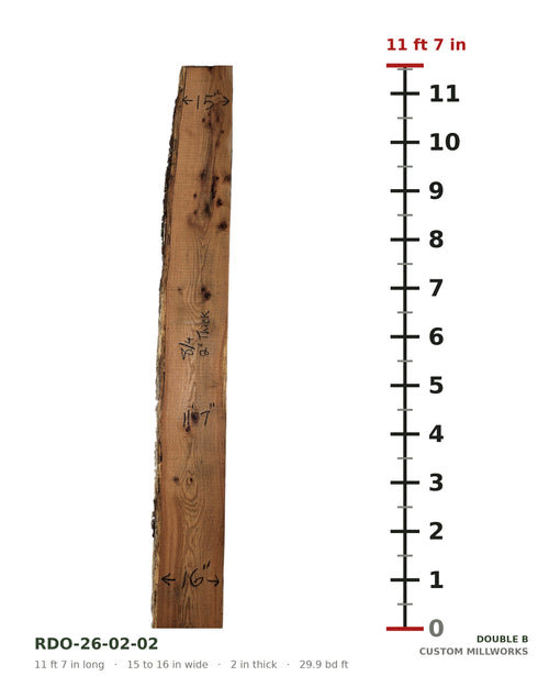 Red oak live edge slab RDO-26-02-02 next to a length ruler, 11 ft 7 in long, 15 to 16 in wide, 2 in thick, 29.9 board feet