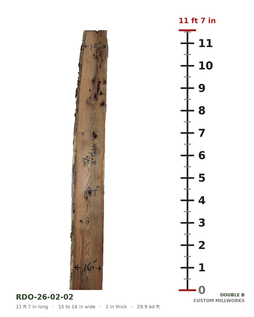 Red oak live edge slab RDO-26-02-02 next to a length ruler, 11 ft 7 in long, 15 to 16 in wide, 2 in thick, 29.9 board feet