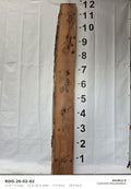 Red oak live edge slab RDO-26-02-02, 11 ft 7 in long, 15 to 16 in wide, 2 in thick, 29.9 board feet