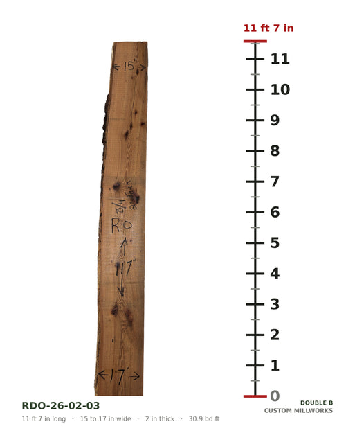 Red oak live edge slab RDO-26-02-03 next to a length ruler, 11 ft 7 in long, 15 to 17 in wide, 2 in thick, 30.9 board feet