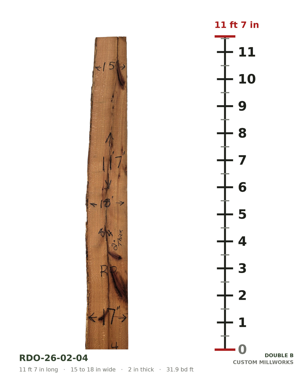 Red oak live edge slab RDO-26-02-04 next to a length ruler, 11 ft 7 in long, 15 to 18 in wide, 2 in thick, 31.9 board feet