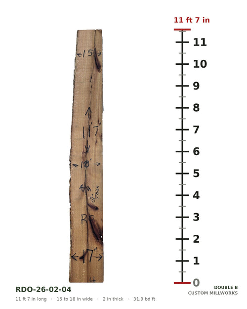 Red oak live edge slab RDO-26-02-04 next to a length ruler, 11 ft 7 in long, 15 to 18 in wide, 2 in thick, 31.9 board feet