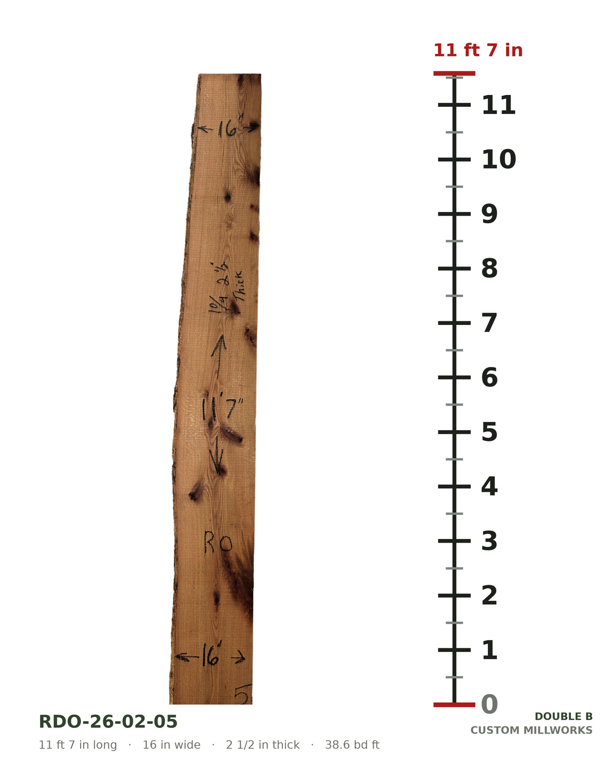 Red oak live edge slab RDO-26-02-05 next to a length ruler, 11 ft 7 in long, 16 in wide, 2 1/2 in thick, 38.6 board feet