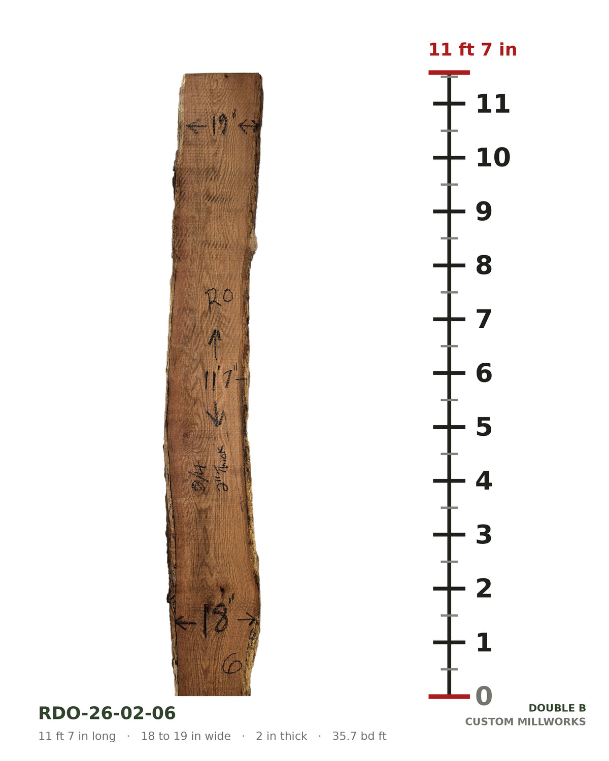 Red oak live edge slab RDO-26-02-06 next to a length ruler, 11 ft 7 in long, 18 to 19 in wide, 2 in thick, 35.7 board feet