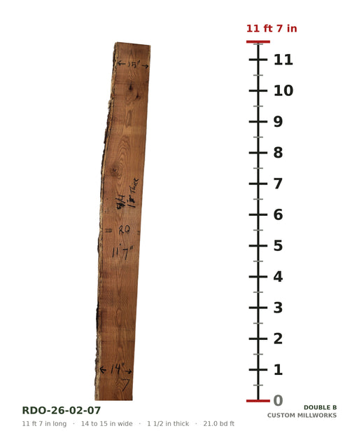 Red oak live edge slab RDO-26-02-07 next to a length ruler, 11 ft 7 in long, 14 to 15 in wide, 1 1/2 in thick, 21.0 board feet