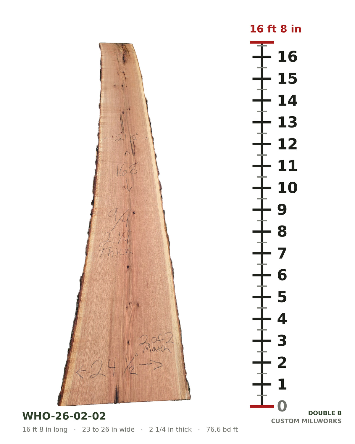 White oak book-matched live edge slab WHO-26-02-02 next to a length ruler, slab 2 of 2, 16 ft 8 in long, 23 to 26 in wide, 2 1/4 in thick, 76.6 board feet
