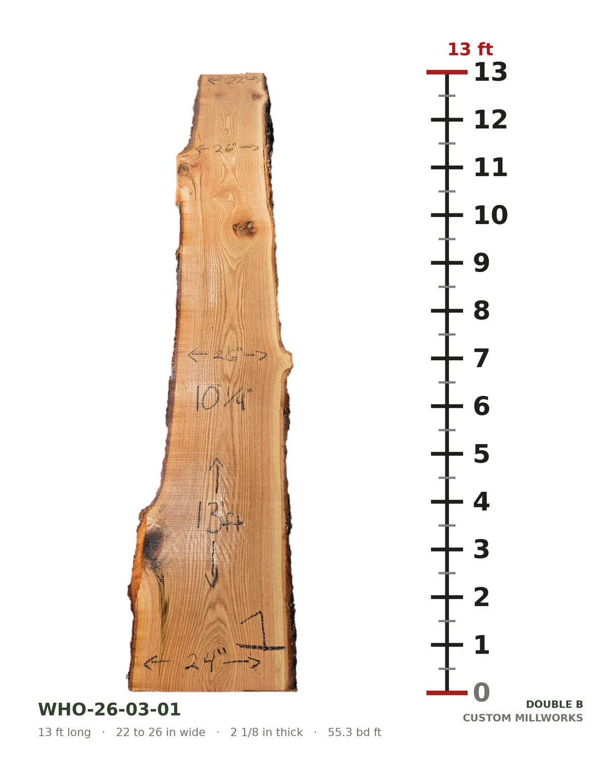 White oak live edge slab WHO-26-03-01 next to a length ruler, 13 ft long, 22 to 26 in wide, 2 1/8 in thick, 55.3 board feet