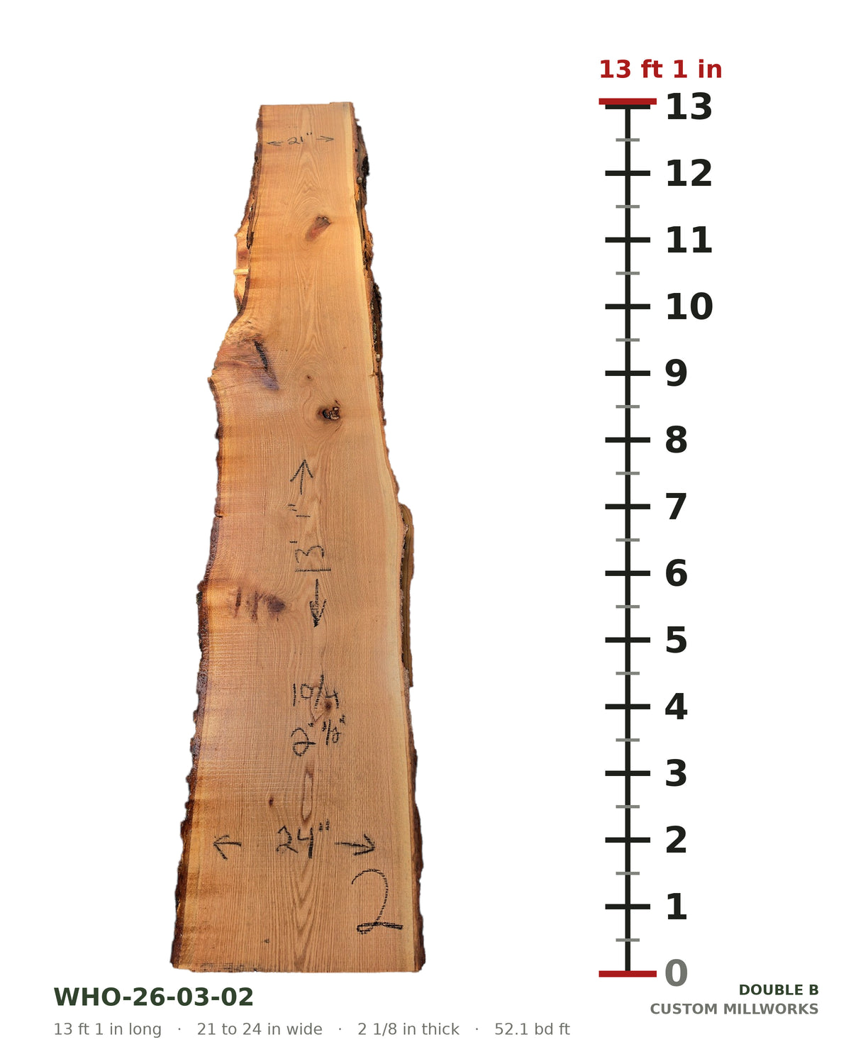 White oak live edge slab WHO-26-03-02 next to a length ruler, 13 ft 1 in long, 21 to 24 in wide, 2 1/8 in thick, 52.1 board feet
